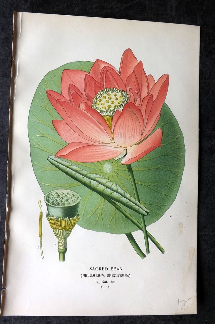 Step, Edward 1897 Antique Botanical Print. Sacred Bean 17: Chromolithograph Published 1896-97 by Frederick Warne & Co., London for "Favourite Flowers of Garden and Greenhouse" by Edward Step and William Watson. Paper Size: 9 x 6 inch (23 x 15cm) Good Conditio