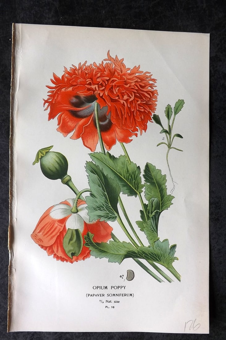 Step, Edward 1897 Antique Botanical Print. Opium Poppy 18: Chromolithograph Published 1896-97 by Frederick Warne & Co., London for "Favourite Flowers of Garden and Greenhouse" by Edward Step and William Watson. Paper Size: 9 x 6 inch (23 x 15cm) Good Conditio