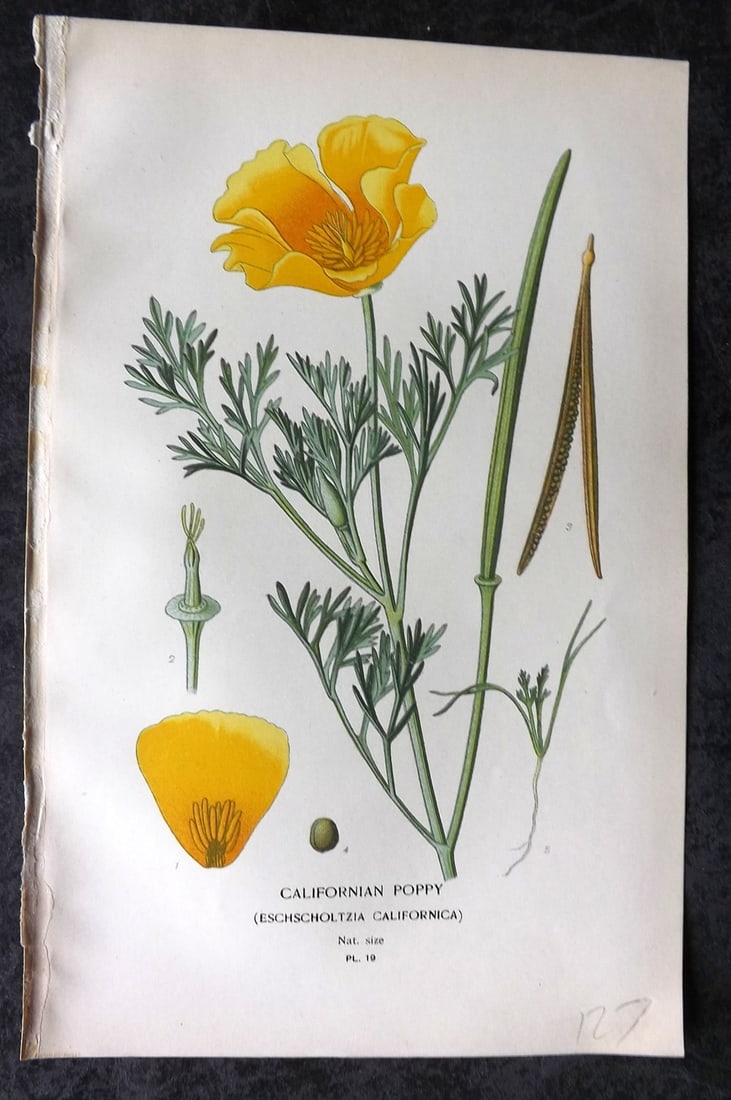 Step, Edward 1897 Antique Botanical Print. Californian Poppy 19: Chromolithograph Published 1896-97 by Frederick Warne & Co., London for "Favourite Flowers of Garden and Greenhouse" by Edward Step and William Watson. Paper Size: 9 x 6 inch (23 x 15cm) Good Conditio