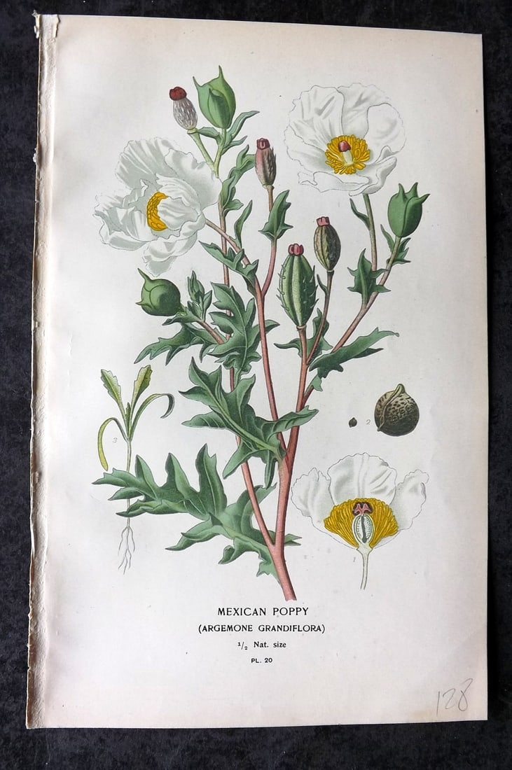 Step, Edward 1897 Antique Botanical Print. Mexican Poppy 20: Chromolithograph Published 1896-97 by Frederick Warne & Co., London for "Favourite Flowers of Garden and Greenhouse" by Edward Step and William Watson. Paper Size: 9 x 6 inch (23 x 15cm) Good Conditio