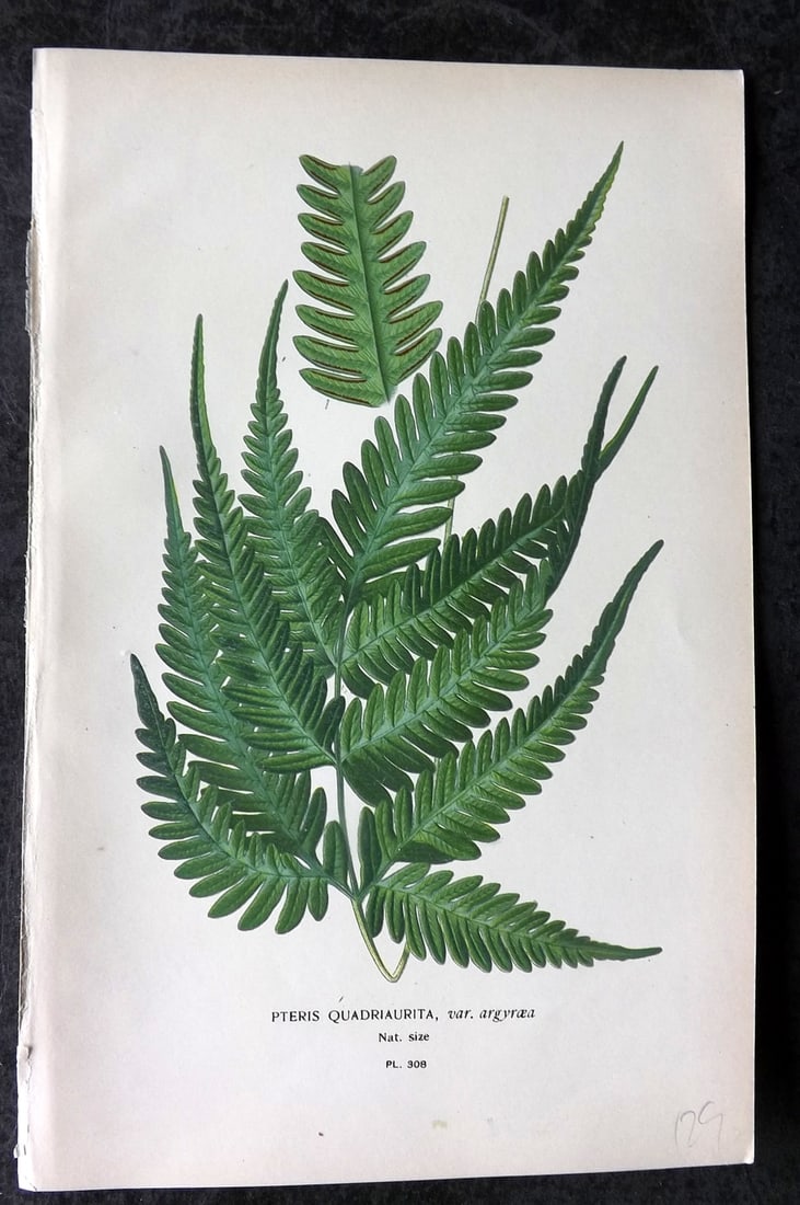 Step, Edward 1897 Antique Botanical Print. Pteris Quadriaurita 308: Chromolithograph Published 1896-97 by Frederick Warne & Co., London for "Favourite Flowers of Garden and Greenhouse" by Edward Step and William Watson. Paper Size: 9 x 6 inch (23 x 15cm) Good Conditio