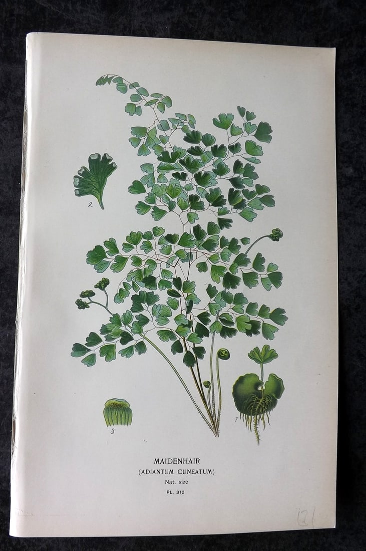 Step, Edward 1897 Antique Botanical Print. Maidenhair Fern 310: Chromolithograph Published 1896-97 by Frederick Warne & Co., London for "Favourite Flowers of Garden and Greenhouse" by Edward Step and William Watson. Paper Size: 9 x 6 inch (23 x 15cm) Good Conditio