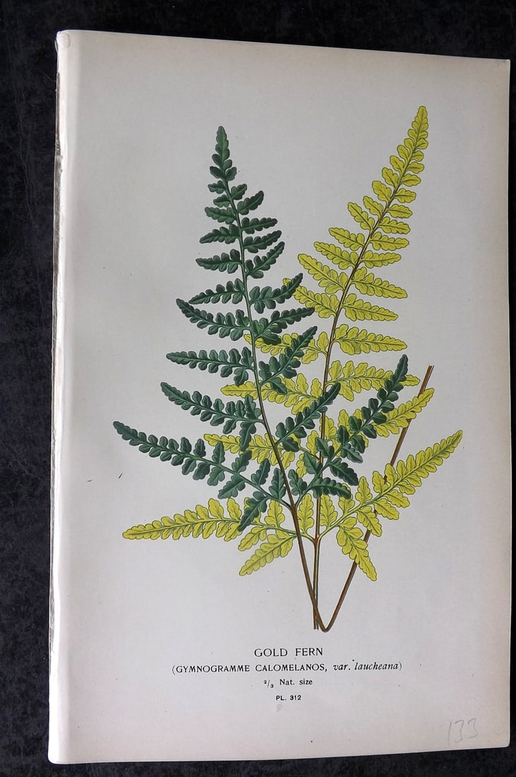 Step, Edward 1897 Antique Botanical Print. Gold Fern 312: Chromolithograph Published 1896-97 by Frederick Warne & Co., London for "Favourite Flowers of Garden and Greenhouse" by Edward Step and William Watson. Paper Size: 9 x 6 inch (23 x 15cm) Good Conditio