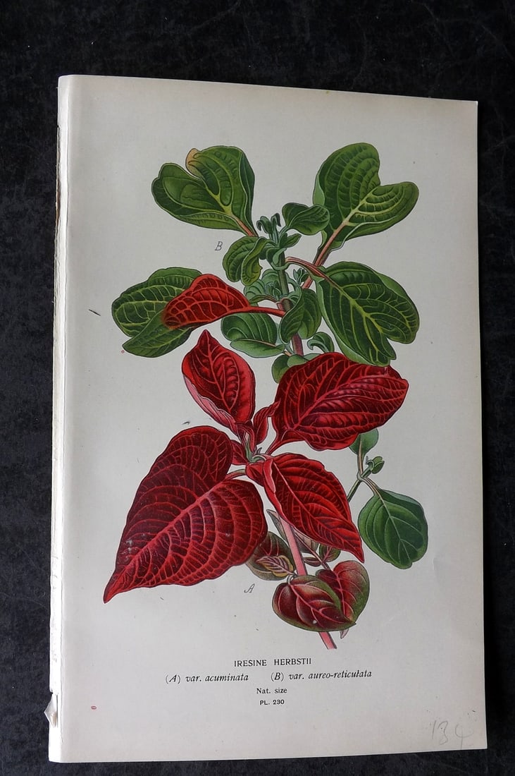 Step, Edward 1897 Antique Botanical Print. Iresine Herbstii 230: Chromolithograph Published 1896-97 by Frederick Warne & Co., London for "Favourite Flowers of Garden and Greenhouse" by Edward Step and William Watson. Paper Size: 9 x 6 inch (23 x 15cm) Good Conditio