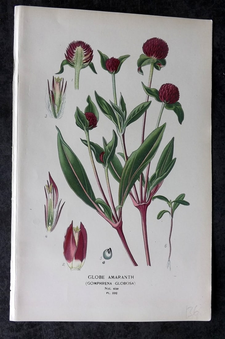 Step, Edward 1897 Antique Botanical Print. Globe Amaranth 232: Chromolithograph Published 1896-97 by Frederick Warne & Co., London for "Favourite Flowers of Garden and Greenhouse" by Edward Step and William Watson. Paper Size: 9 x 6 inch (23 x 15cm) Good Conditio