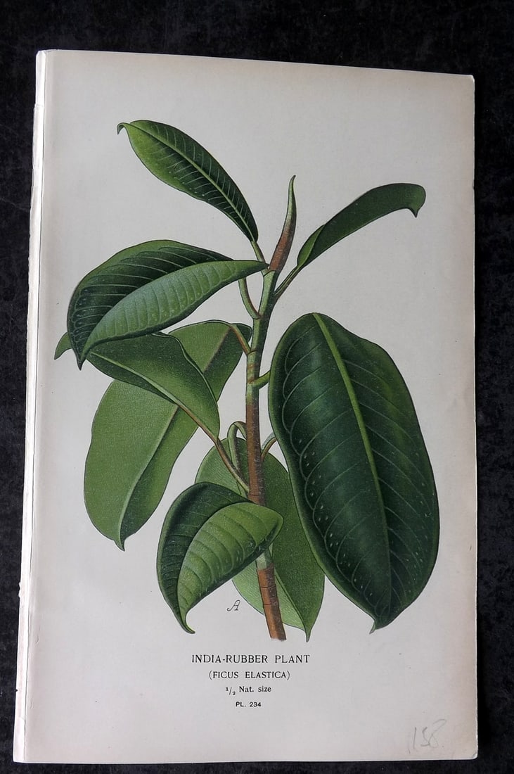 Step, Edward 1897 Antique Botanical Print. India Rubber Plant 234: Chromolithograph Published 1896-97 by Frederick Warne & Co., London for "Favourite Flowers of Garden and Greenhouse" by Edward Step and William Watson. Paper Size: 9 x 6 inch (23 x 15cm) Good Conditio