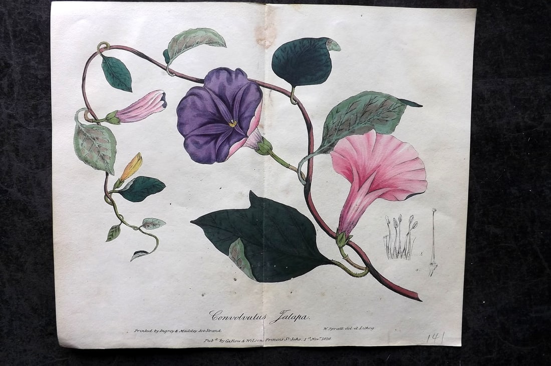 Spratt, George 1829 Hand Col Double Botanical Print. Mexican Jalap, Bindweed Concolvulus: Hand Colored Lithograph Published 1829-30, London for "Flora Medica?" by George Spratt. Centre fold as published. Paper Size: 10 x 8 inch (26 x 21cm) Minor background toning, otherwise Good Condition