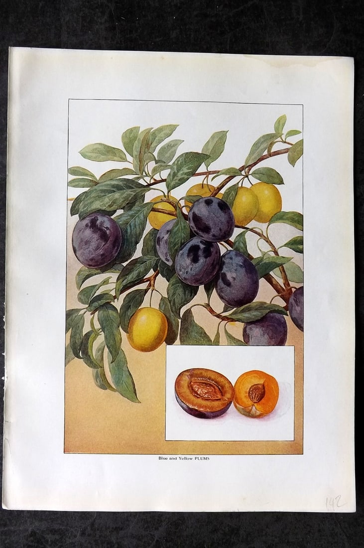 Ward, Artemas 1911 Fruit Print. Blue and Yellow Plums: Offset Lithograph Published 1911, New York for "The Grocer's Encyclopedia" Compiled by Artemas Ward. Paper Size: 11 x 8 (28 x 21cm) Tiny margin water stain. Good Condition