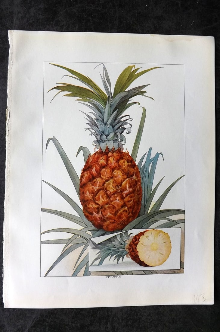 Ward, Artemas 1911 Antique Fruit Print. Pineapple (1 of 1)