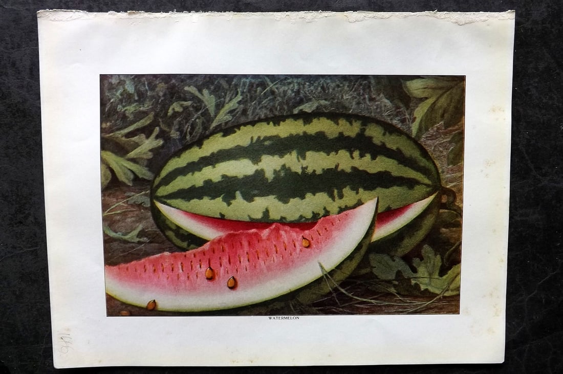Ward, Artemas 1911 Antique Fruit Print. Watermelon: Offset Lithograph Published 1911, New York for "The Grocer's Encyclopedia" Compiled by Artemas Ward. Paper Size: 11 x 8 (28 x 21cm) Tiny margin water stain. Good Condition