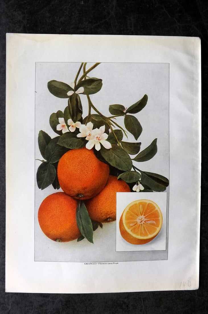 Ward, Artemas 1911 Antique Fruit Print. Oranges - Flowers and Fruit: Offset Lithograph Published 1911, New York for "The Grocer's Encyclopedia" Compiled by Artemas Ward. Paper Size: 11 x 8 (28 x 21cm) Tiny margin water stain. Good Condition