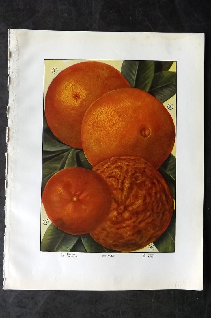 Ward, Artemas 1911 Antique Fruit Print. Oranges - Florida, Navel, Tangerine, King: Offset Lithograph Published 1911, New York for "The Grocer's Encyclopedia" Compiled by Artemas Ward. Paper Size: 11 x 8 (28 x 21cm) Tiny margin water stain. Good Condition