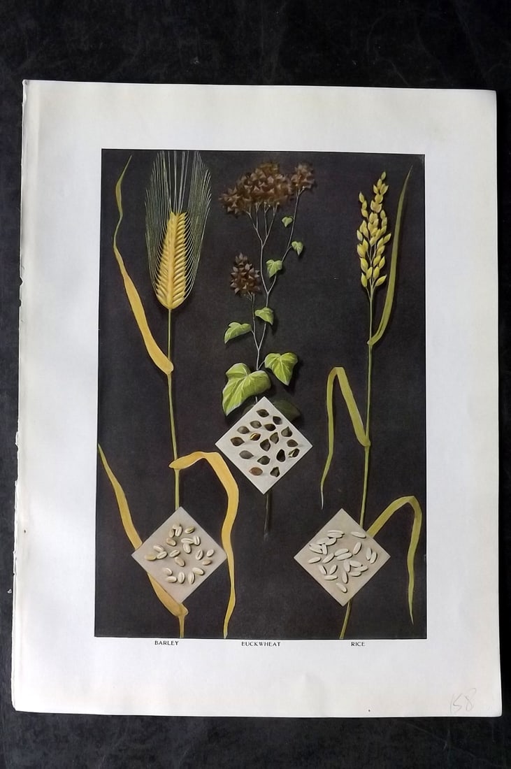 Ward, Artemas 1911 Antique Botanical Print. Barley, Buckwheat, Rice: Offset Lithograph Published 1911, New York for "The Grocer's Encyclopedia" Compiled by Artemas Ward. Paper Size: 11 x 8 (28 x 21cm) Good Condition