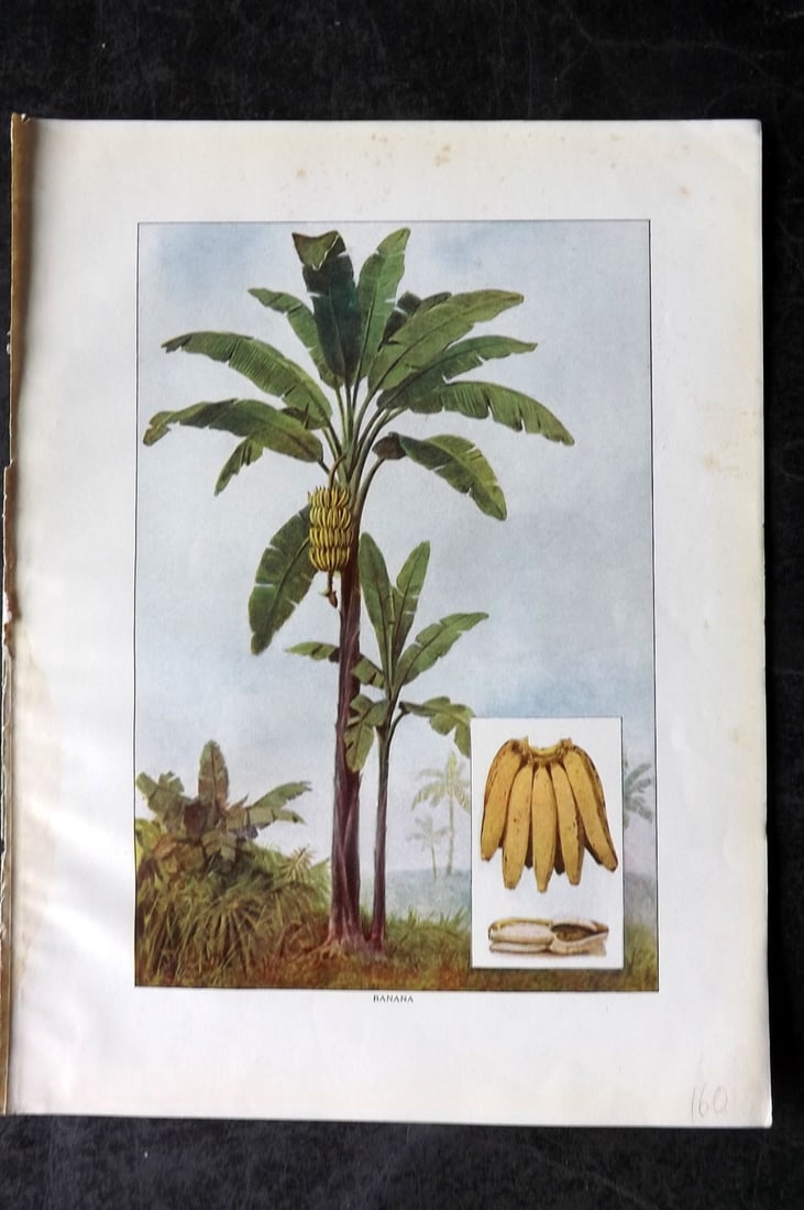 Ward, Artemas 1911 Antique Botanical Print. Banana Plant: Offset Lithograph Published 1911, New York for "The Grocer's Encyclopedia" Compiled by Artemas Ward. Paper Size: 11 x 8 (28 x 21cm) Tiny margin water stain. Good Condition