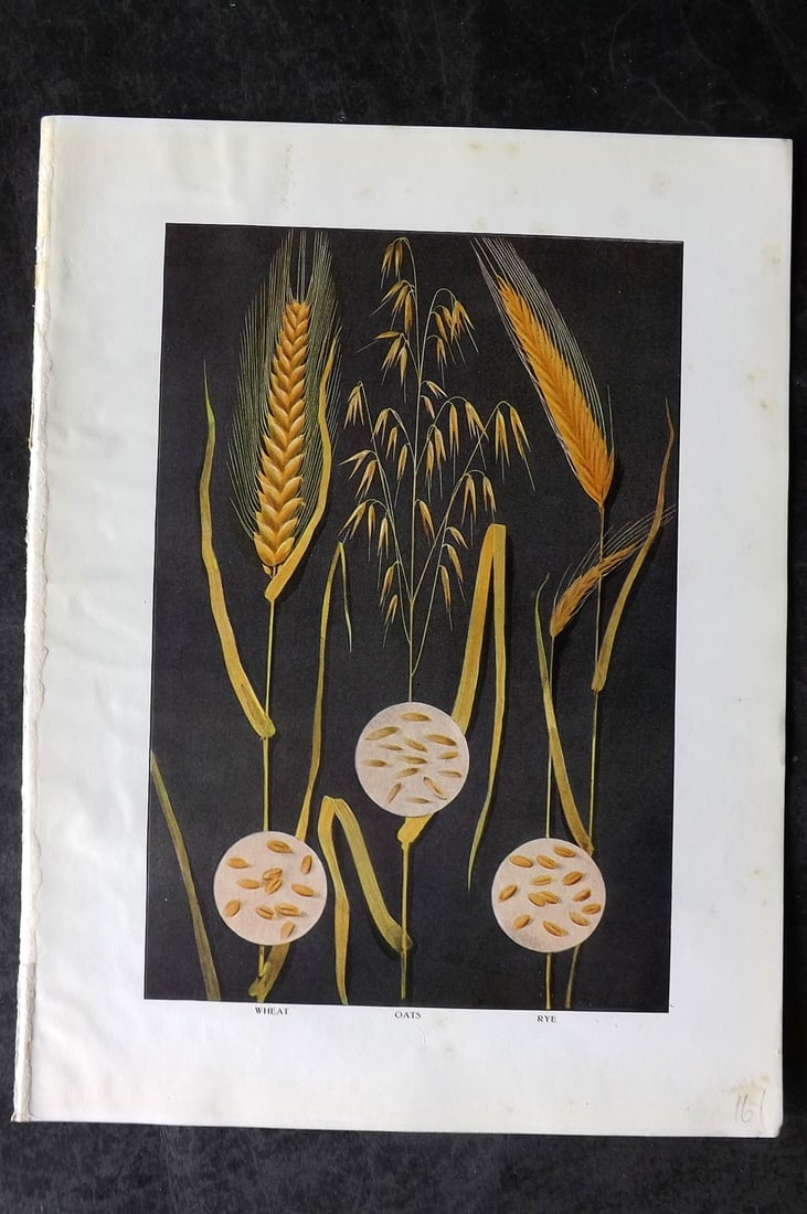 Ward, Artemas 1911 Antique Botanical Print. Wheat, Oat, Rye: Offset Lithograph Published 1911, New York for "The Grocer's Encyclopedia" Compiled by Artemas Ward. Paper Size: 11 x 8 (28 x 21cm) Good Condition