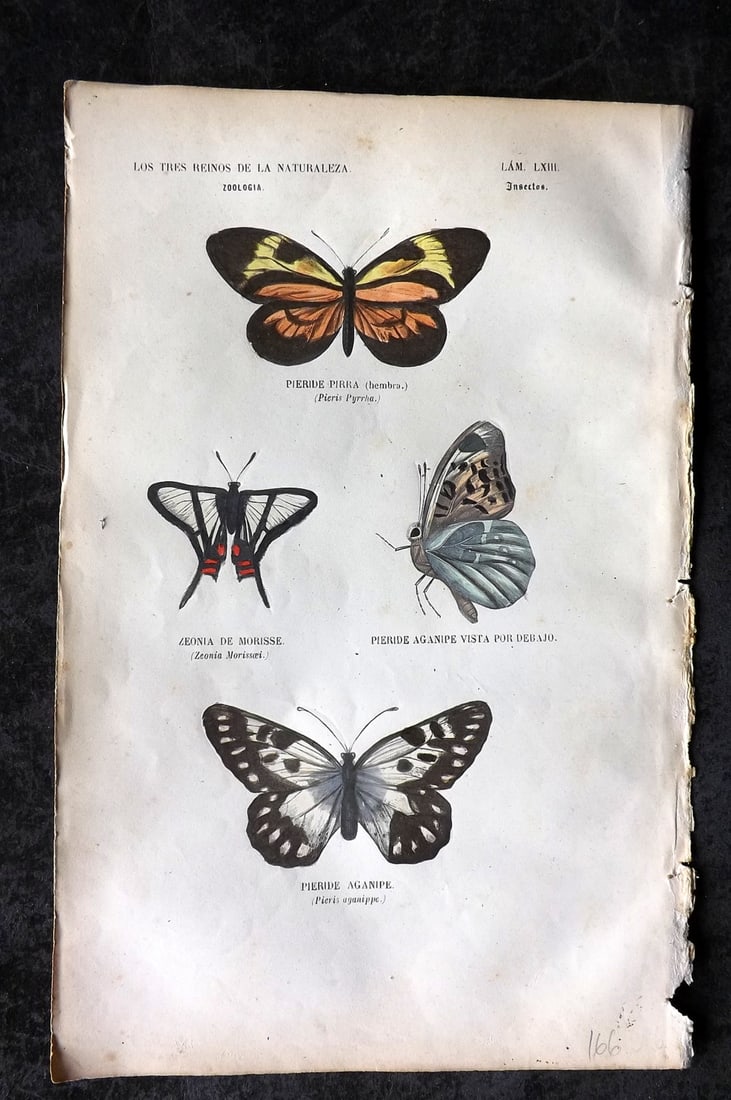 Buffon, Comte de 1856 Hand Col Butterfly Print. Pieris Butterflies 63 (1 of 1)