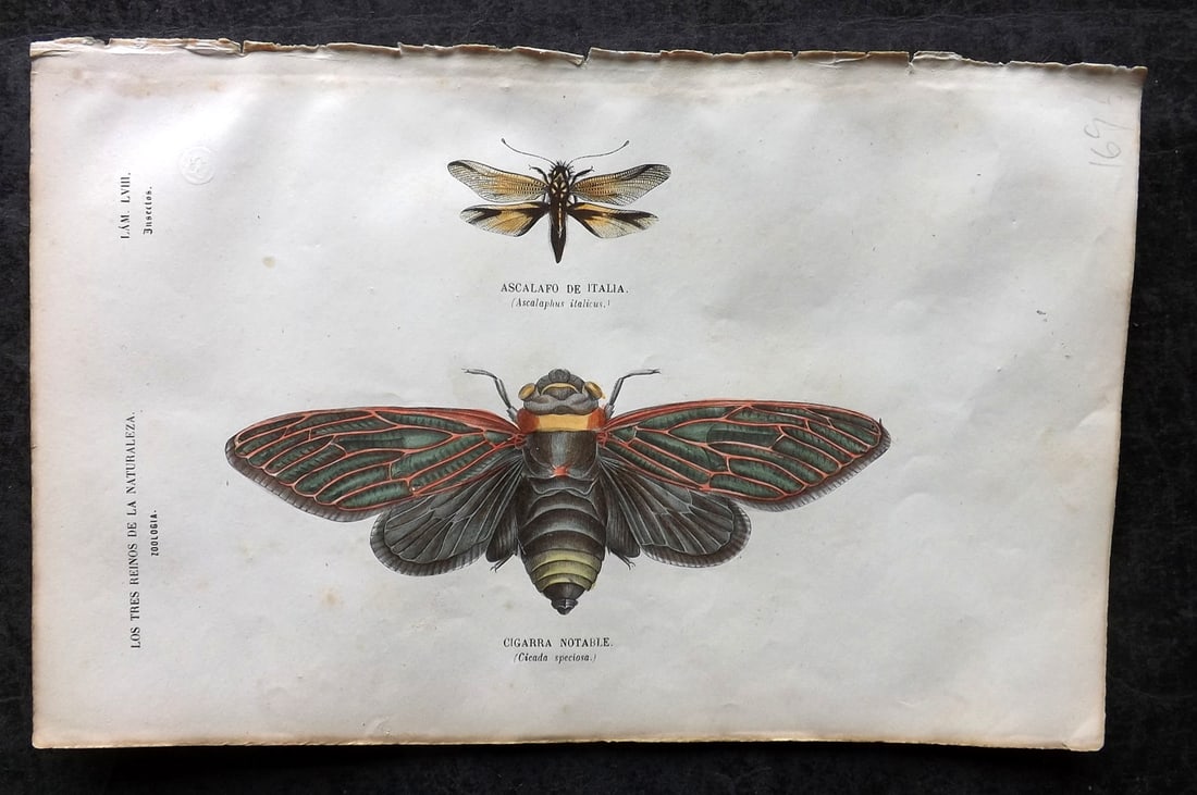 Buffon, Comte de 1856 Hand Col Insect Print. Cicada 58 (1 of 1)