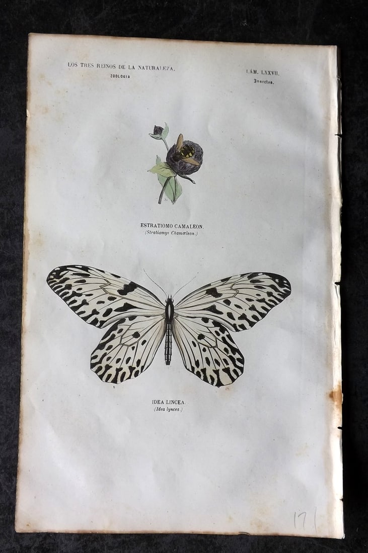 Buffon, Comte de 1856 Hand Col Butterfly Print. Idea Lyncea Malaysia 77 (1 of 1)