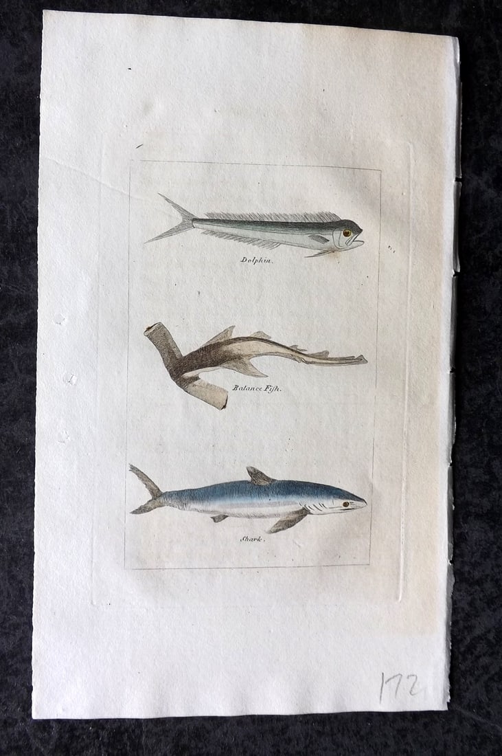 Buffon & Barr 1808 Hand Col Print. Dolphin. Balance Fish. Hammerhead, Shark: Hand Colored Copper Plate Published 1808, London for "Natural History of Birds, Fish, Insects and Reptiles" [Barr's Buffon] by the Comte de Buffon et al. Paper Size: 7.5 x 4.5 inch (19 x 12cm) Good Co