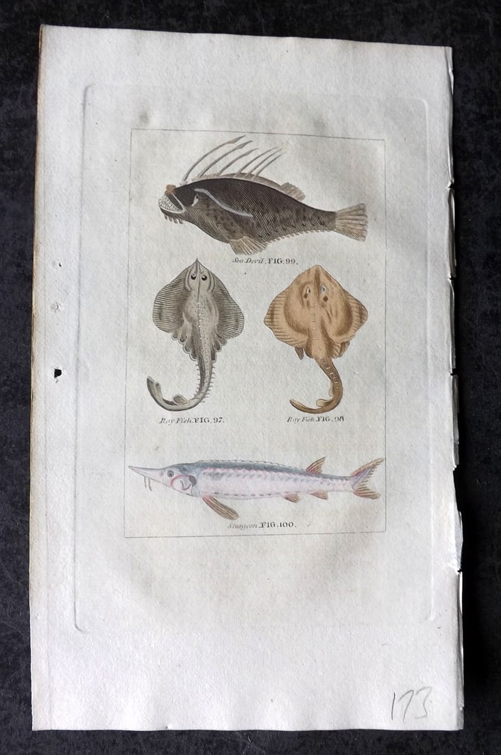 Buffon & Barr 1808 Hand Col Print. Sturgeon. Ray Fish. Sea Devil: Hand Colored Copper Plate Published 1808, London for "Natural History of Birds, Fish, Insects and Reptiles" [Barr's Buffon] by the Comte de Buffon et al. Paper Size: 7.5 x 4.5 inch (19 x 12cm) Good Co