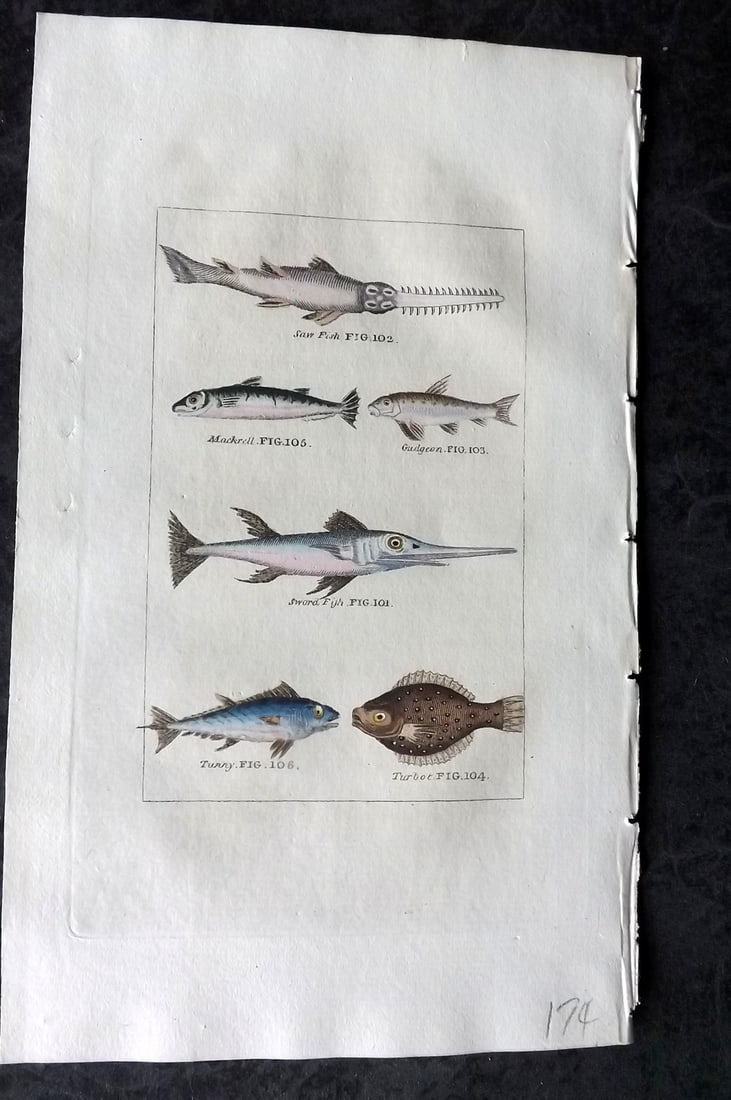 Buffon & Barr 1808 Hand Col Print. Sword Fish. Gudgeon. Turbot. Mackerel. Tunny: Hand Colored Copper Plate Published 1808, London for "Natural History of Birds, Fish, Insects and Reptiles" [Barr's Buffon] by the Comte de Buffon et al. Paper Size: 7.5 x 4.5 inch (19 x 12cm) Good Co