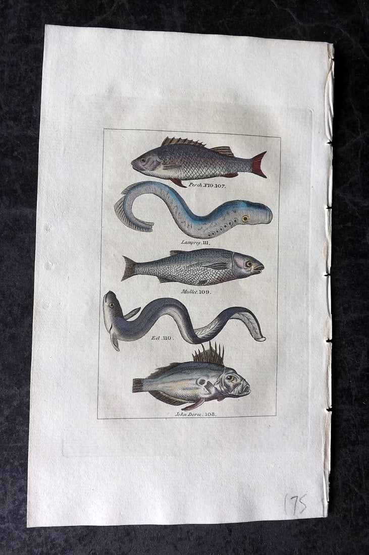 Buffon & Barr 1808 Hand Col Print. Perch. John Dorce. Mullet. Eel. Lamprey: Hand Colored Copper Plate Published 1808, London for "Natural History of Birds, Fish, Insects and Reptiles" [Barr's Buffon] by the Comte de Buffon et al. Paper Size: 7.5 x 4.5 inch (19 x 12cm) Good Co