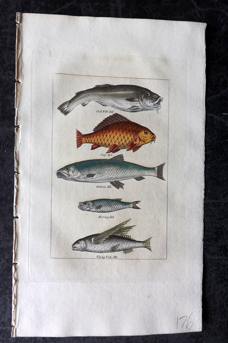 Buffon & Barr 1808 Hand Col Print. Cod Fish. Salmon. Herring. Carp. Flying Fish: Hand Colored Copper Plate Published 1808, London for "Natural History of Birds, Fish, Insects and Reptiles" [Barr's Buffon] by the Comte de Buffon et al. Paper Size: 7.5 x 4.5 inch (19 x 12cm) Good Co