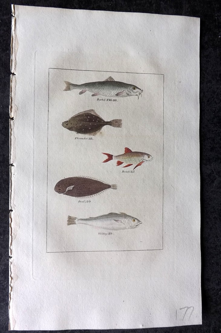 Buffon & Barr 1808 Hand Col Print. Roach. Barbel. Whiting. Soal. Flounder (1 of 1)
