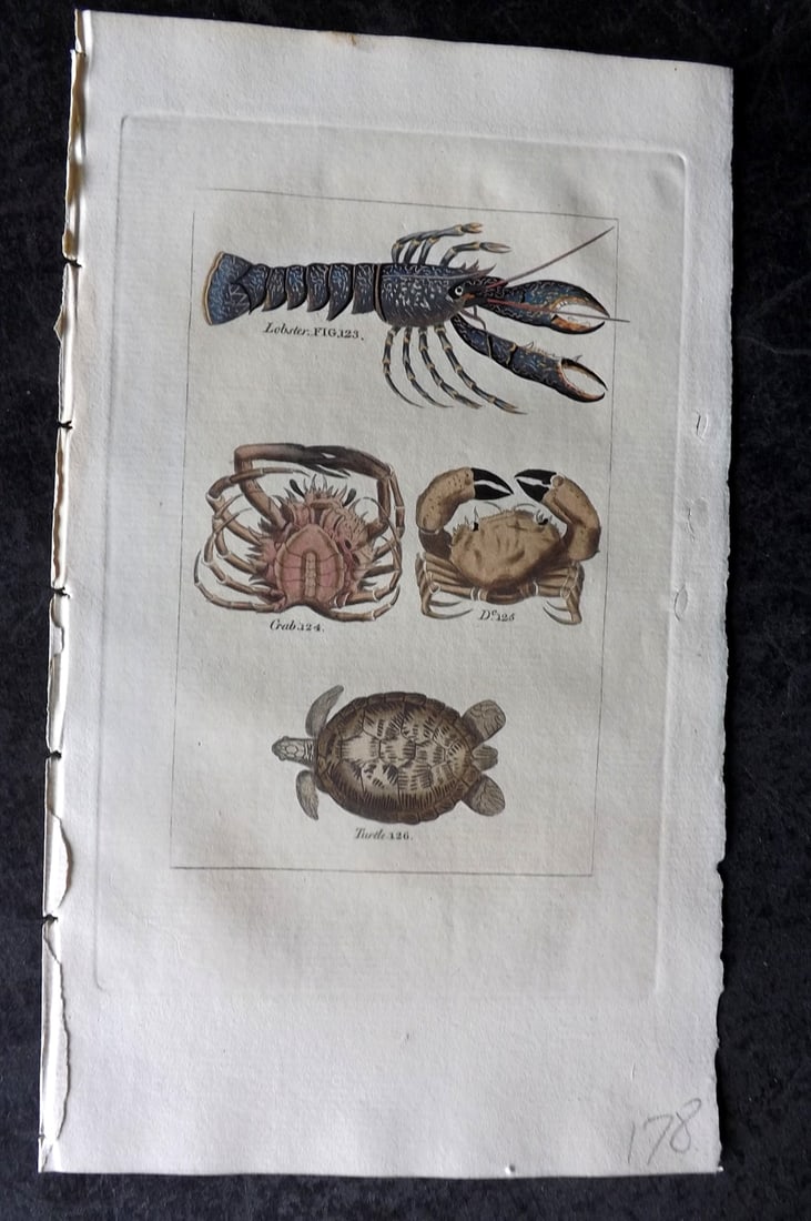 Buffon & Barr 1808 Hand Col Print. Lobster. Crab. Ditto. Turtle (1 of 1)