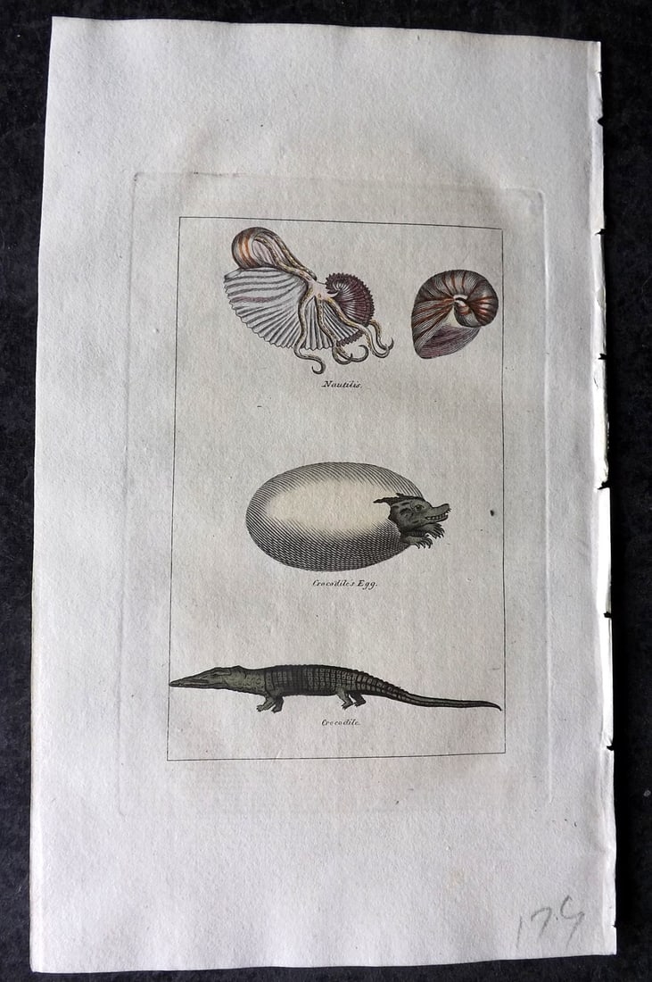 Buffon & Barr 1808 Hand Col Print. Nautilis. Shell. Crocodile's Egg. Crocodile: Hand Colored Copper Plate Published 1808, London for "Natural History of Birds, Fish, Insects and Reptiles" [Barr's Buffon] by the Comte de Buffon et al. Paper Size: 7.5 x 4.5 inch (19 x 12cm) Good Co