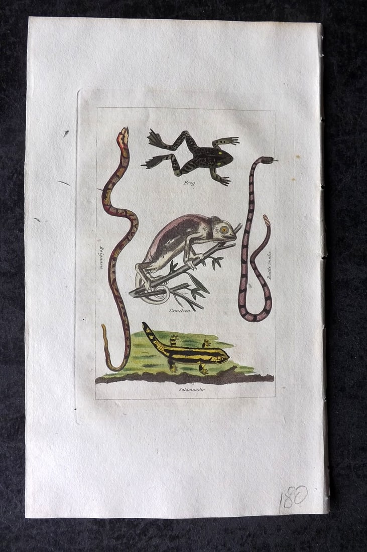Buffon & Barr 1808 Hand Col Print. Frog. Cameleon. Salamander. Rattle Snake (1 of 1)
