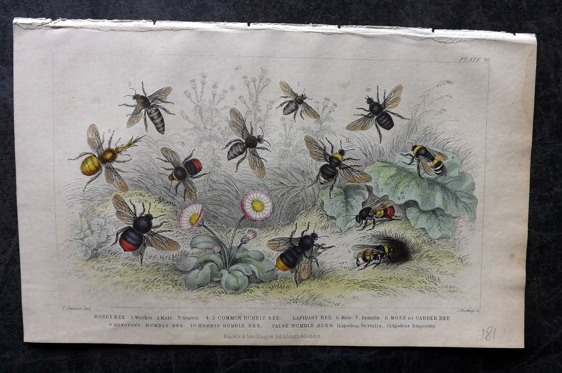 Goldsmith, Oliver 1855 Hand Col Print. Bees 70 (1 of 1)