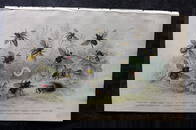 Goldsmith, Oliver 1855 Hand Col Print. Bees 70