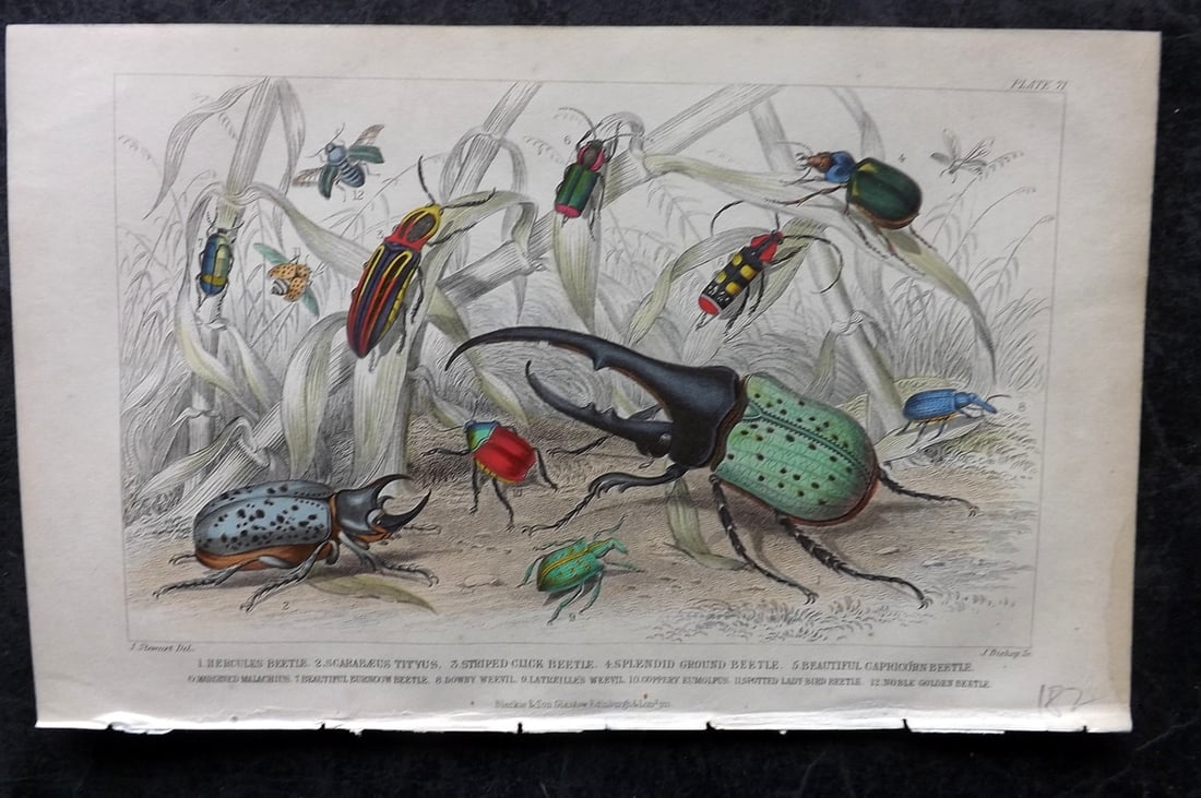 Goldsmith, Oliver 1855 Hand Col Print. Beetles 71 (1 of 1)
