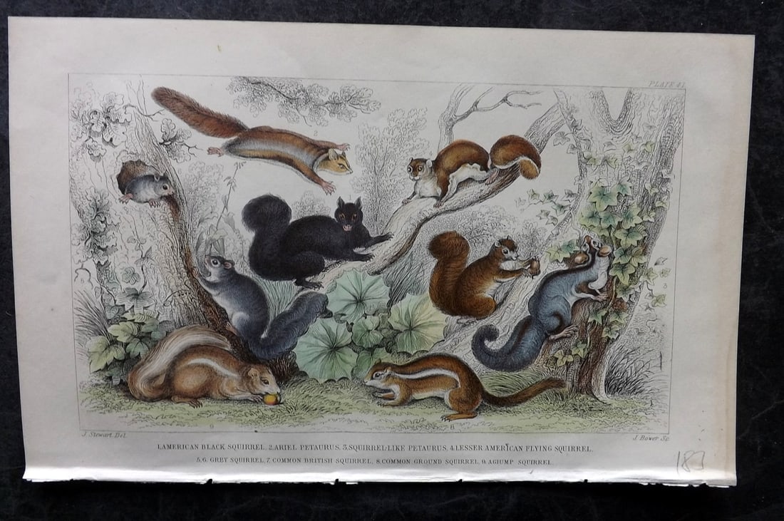 Goldsmith, Oliver 1855 Hand Col Print. Squirrels 41 (1 of 1)