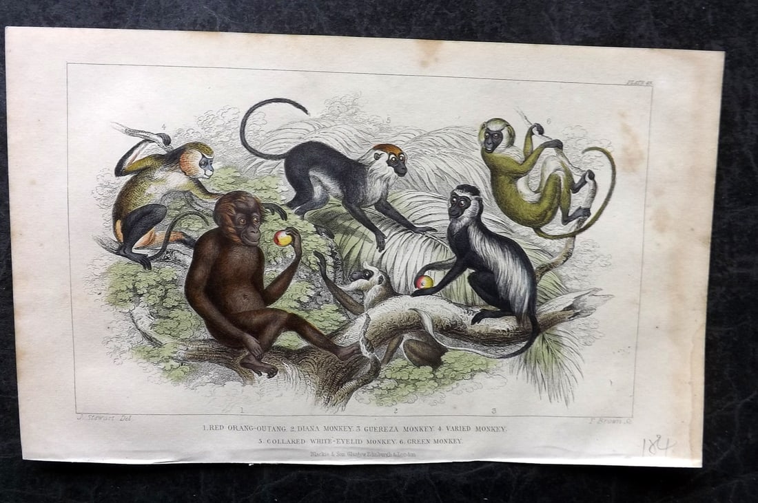 Goldsmith, Oliver 1855 Hand Col Print. Orang-Outang, Diana Monkey, Green Monkey 43 (1 of 1)