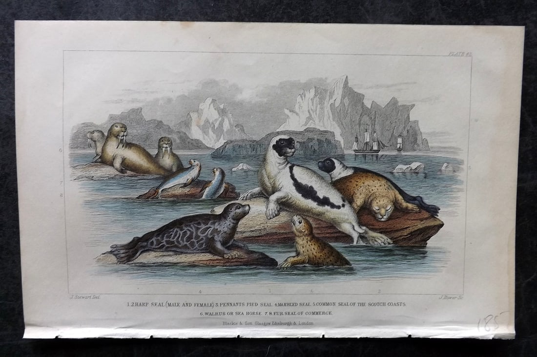 Goldsmith, Oliver 1855 Hand Col Print. Seals, Walrus 42 (1 of 1)