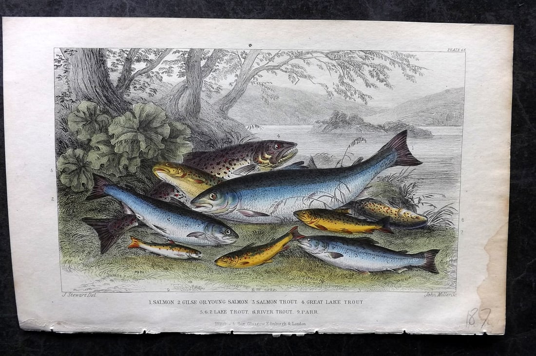 Goldsmith, Oliver 1855 Hand Col Fish Print. Salmon, Salmon Trout, Trout 65 (1 of 1)