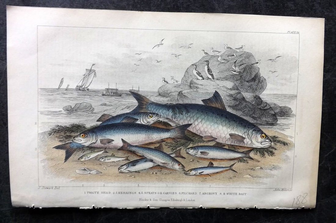 Goldsmith, Oliver 1855 Twaite, Shad, Herrings, Sprat, Pilchard, Anchov, Whitebait 66 (1 of 1)