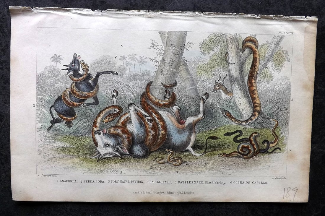 Goldsmith, Oliver 1855 HC Print. Anaconda, Pedda Poda, Python, Ratle Snake Cobra 68 (1 of 1)