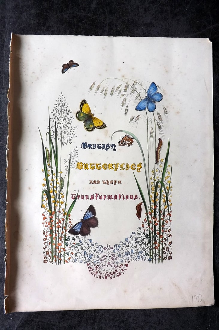 Humphreys & Westwood 1849 British Butterflies and their Transformations HC Title: Hand Colored Lithograph Published 1849, London for "British Butterflies and their Transformations" by Henry Noel Humphreys & Joseph Westwood. Paper Size: 11 x 8 inch (28 x 21cm) Very minor background 