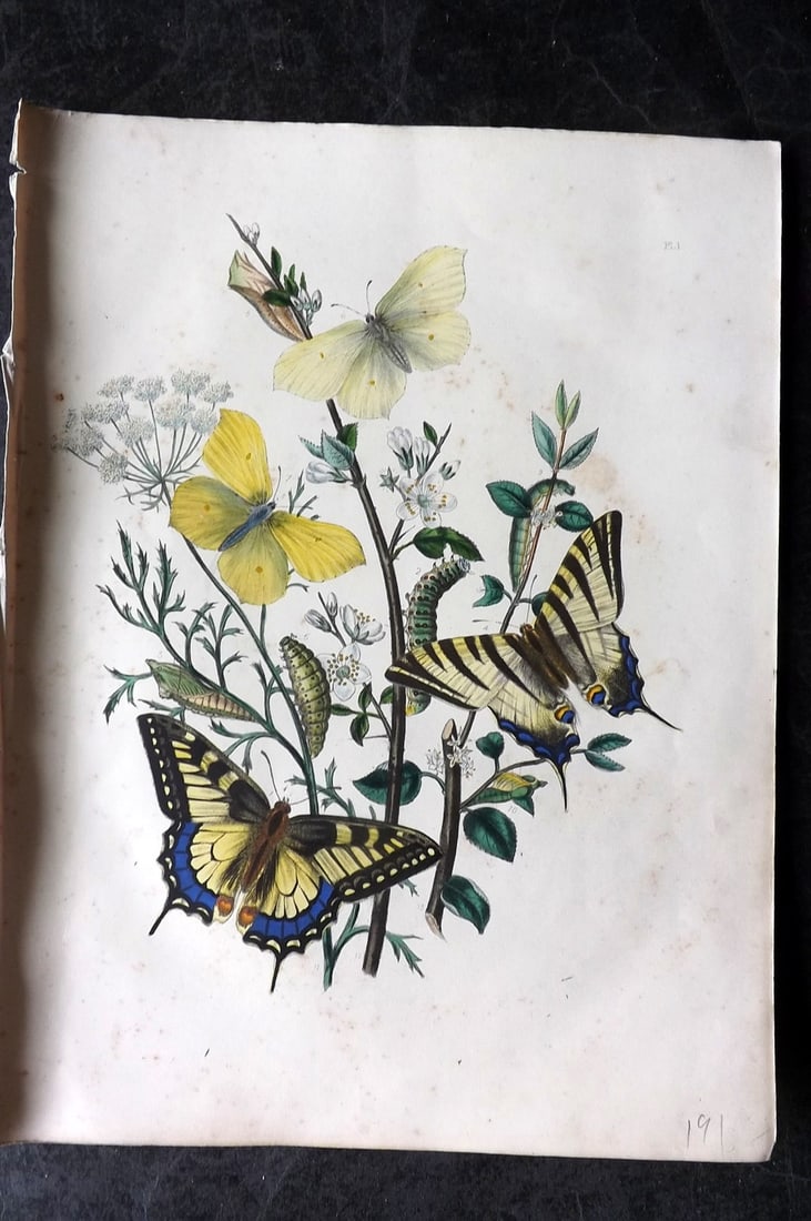 Humphreys & Westwood 1849 Antique Hand Col Butterfly Print 01 (1 of 1)