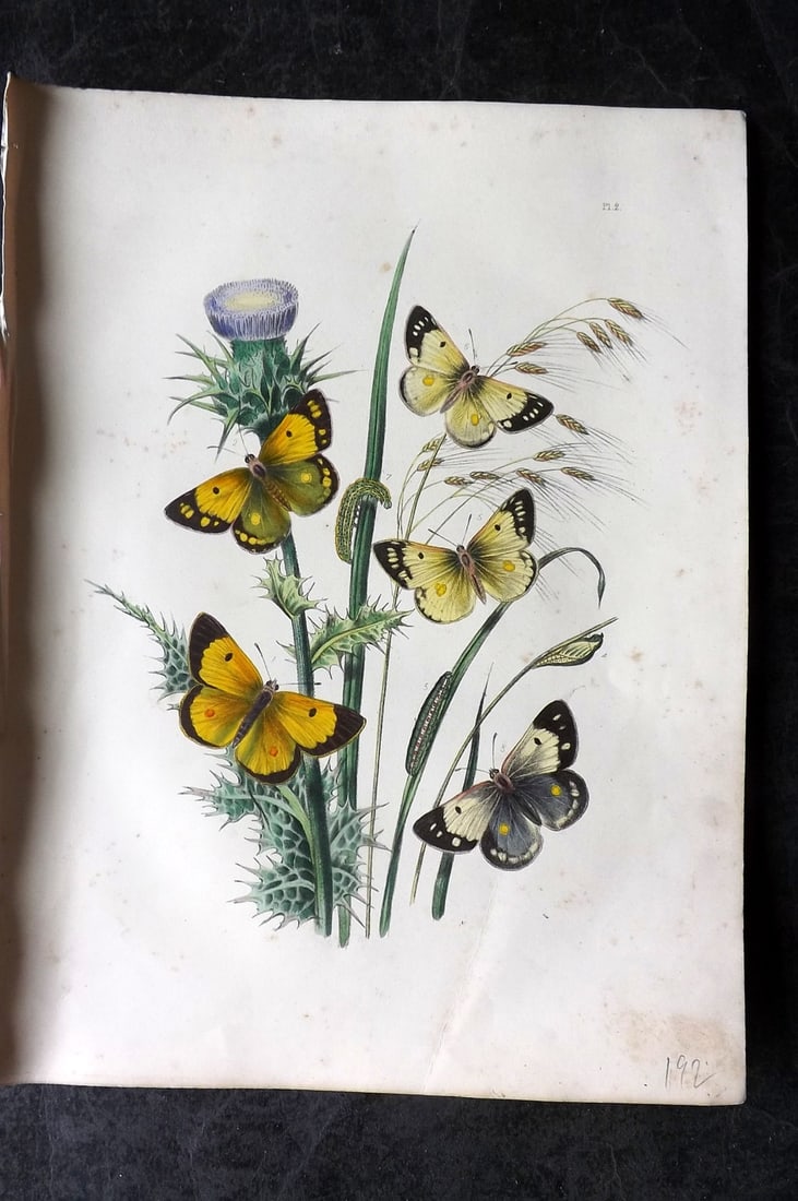 Humphreys & Westwood 1849 Antique Hand Col Butterfly Print 02 (1 of 1)