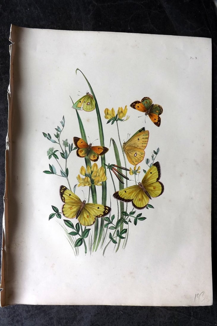 Humphreys & Westwood 1849 Antique Hand Col Butterfly Print 03 (1 of 1)