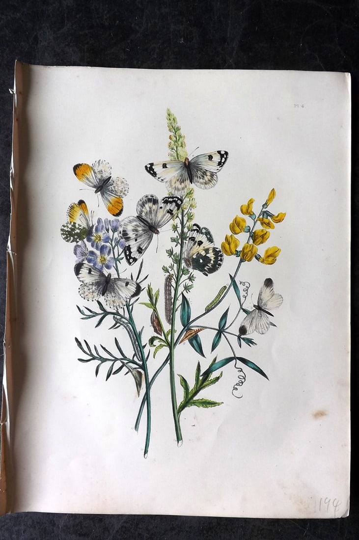 Humphreys & Westwood 1849 Antique Hand Col Butterfly Print 06 (1 of 1)