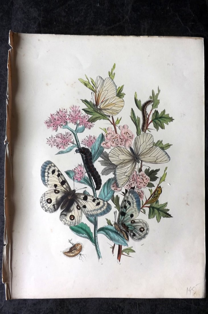 Humphreys & Westwood 1849 Antique Hand Col Butterfly Print 07 (1 of 1)