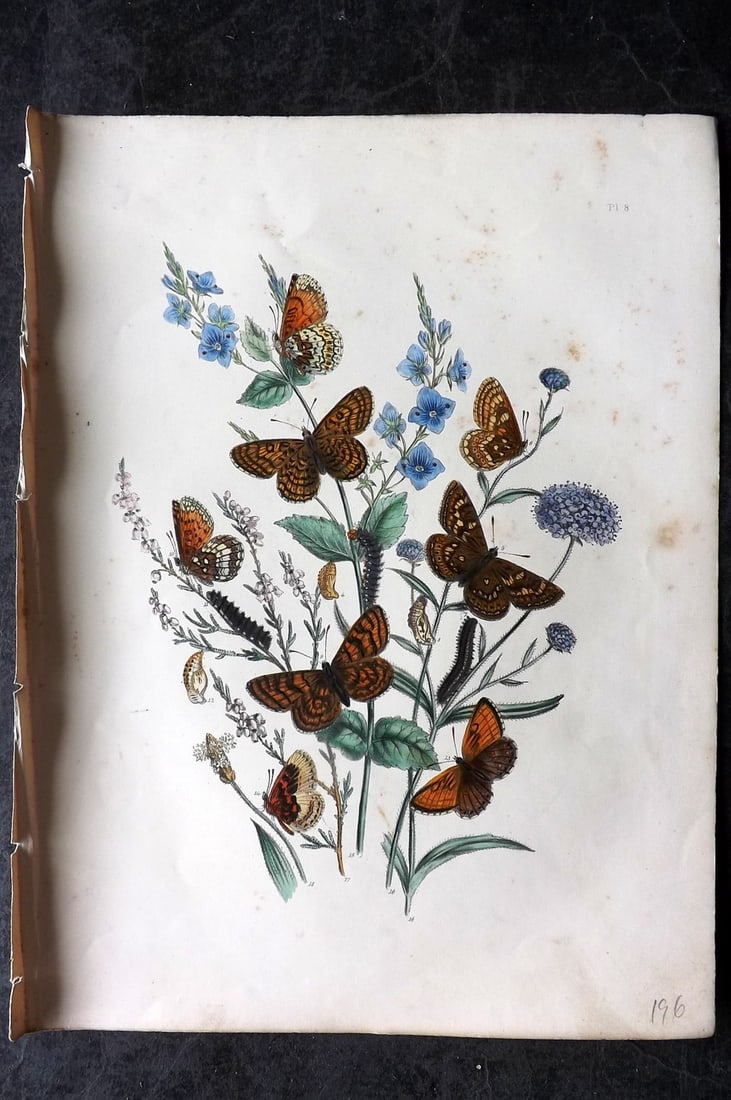 Humphreys & Westwood 1849 Antique Hand Col Butterfly Print 08 (1 of 1)