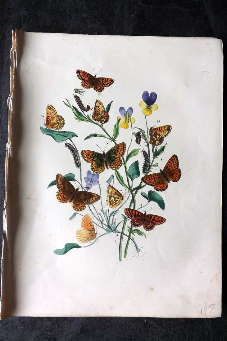 Humphreys & Westwood 1849 Antique Hand Col Butterfly Print 09 (1 of 1)