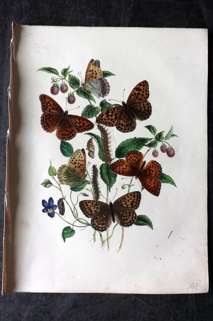 Humphreys & Westwood 1849 Antique Hand Col Butterfly Print 10 (1 of 1)