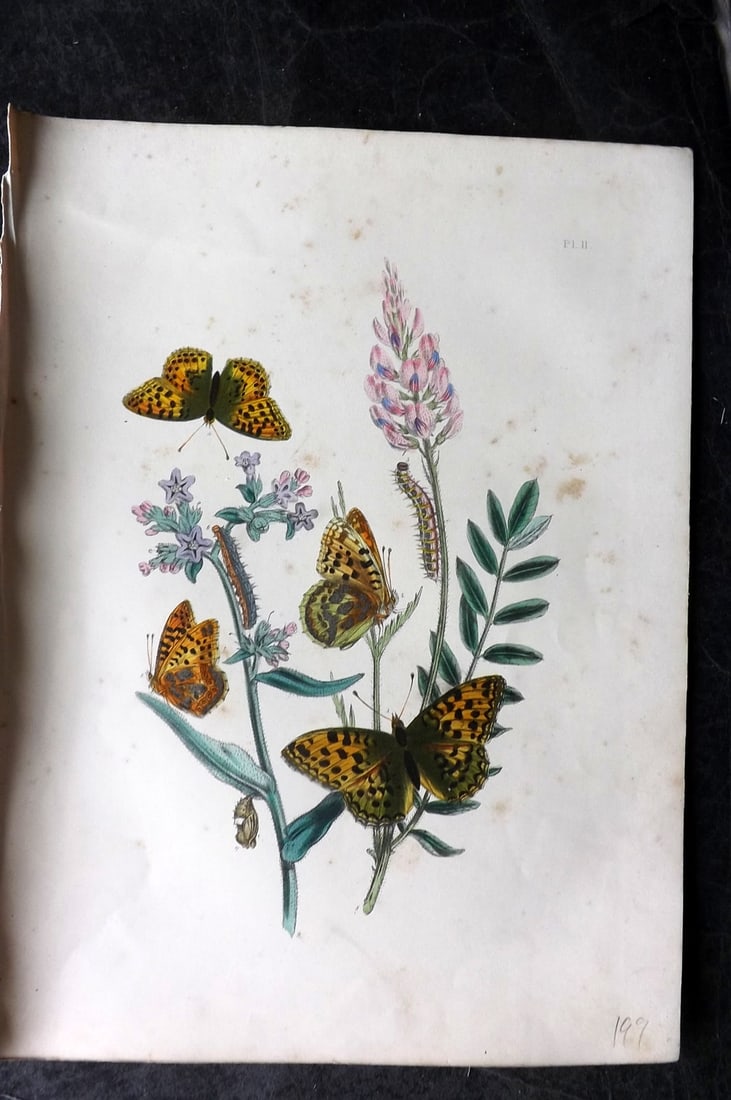 Humphreys & Westwood 1849 Antique Hand Col Butterfly Print 11: Hand Colored Lithograph Published 1849, London for "British Butterflies and their Transformations" by Henry Noel Humphreys & Joseph Westwood. Paper Size: 11 x 8 inch (28 x 21cm) Very minor background 